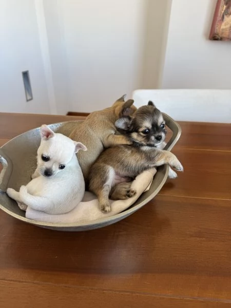 Cuccioli di Chihuahua con Pedigree | Foto 1