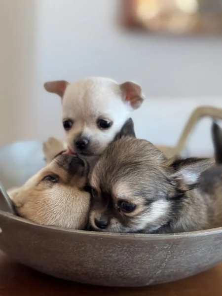 Cuccioli di Chihuahua con Pedigree | Foto 0