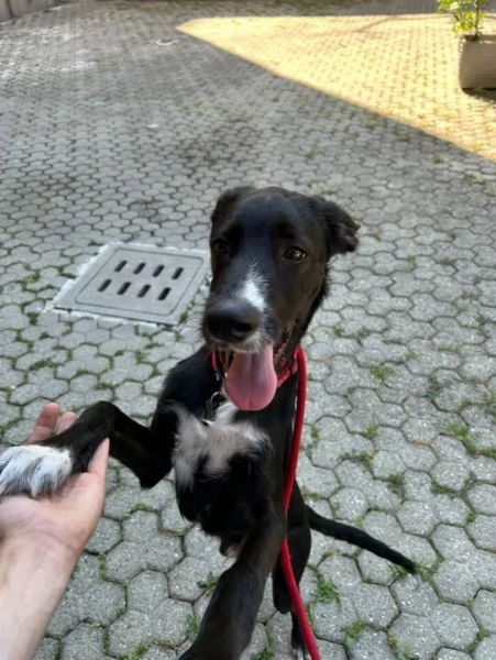 Regalo 