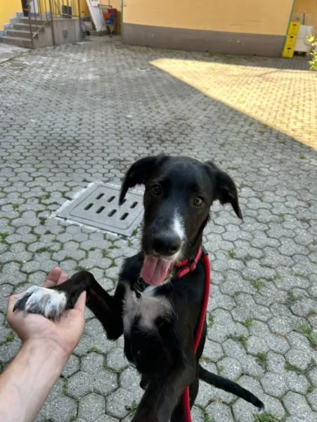 Regalo  | Foto 1