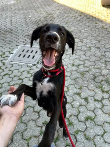 Regalo  | Foto 0