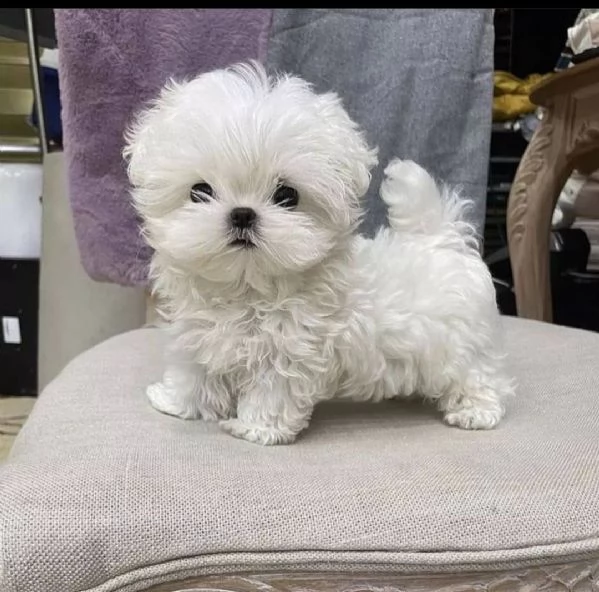  Maltese mini toy disponibile di entrambi i sessi | Foto 0