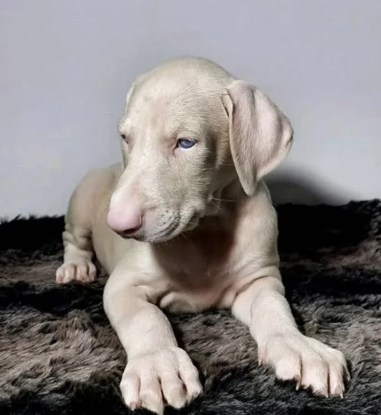 Pedigree dobbermann femmina bianca e maschio e Nero maschio e femmina disponibili 