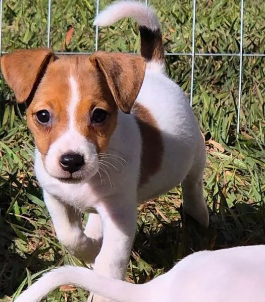 jjack russell disponibile di entrambi i sessi