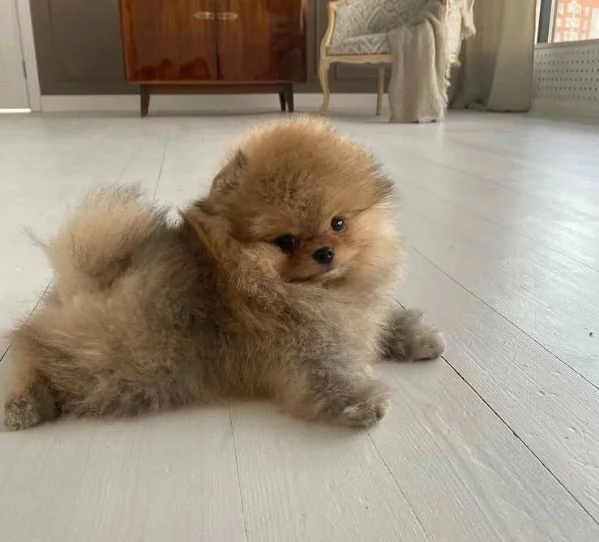 Valpino pomeranian mini disponibile di entrambi i sessi | Foto 0