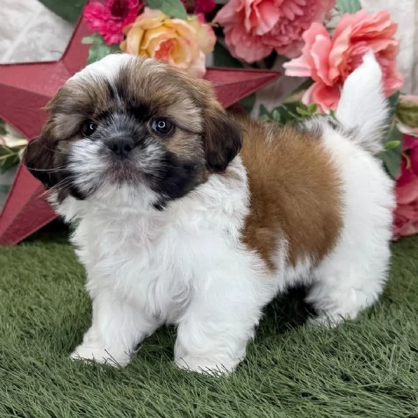 Cuccioli shitzu maschio e femmina in adozione con pedigree