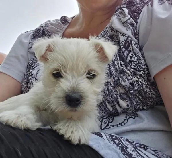 Cuccioli west highland maschio e femmina in adozione con pedigree