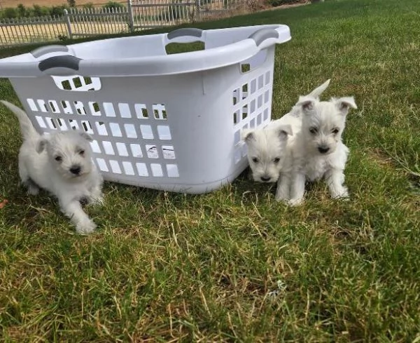 Cuccioli west highland maschio e femmina in adozione con pedigree | Foto 0