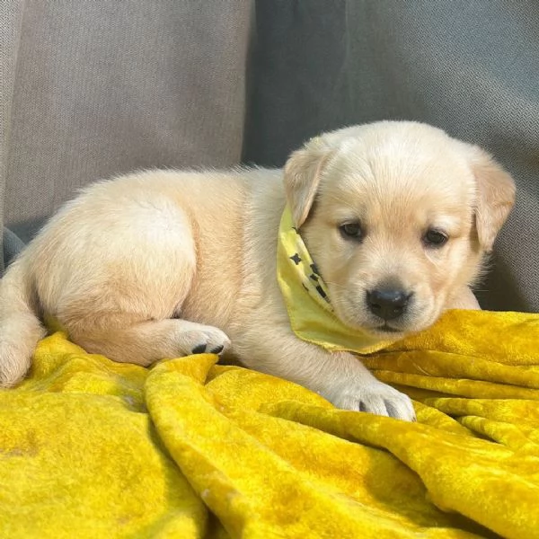 labrador disponibile di entrambi i sessi