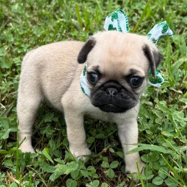 Disponibile per ladozione uno splendido cucciolo di carlino con pedigree ENCI