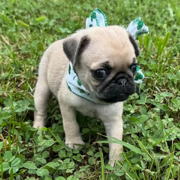 Disponibile per ladozione uno splendido cucciolo di carlino con pedigree ENCI | Foto 0