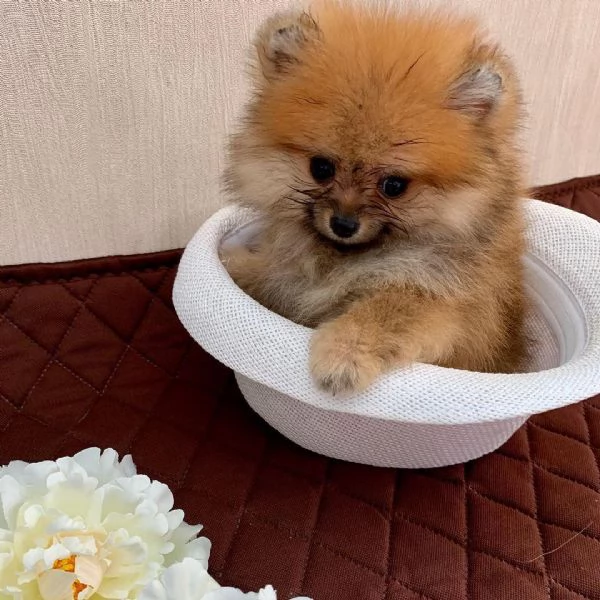 Cuccioli pomeranian maschio e femmina in adozione con pedigree 3 mesi