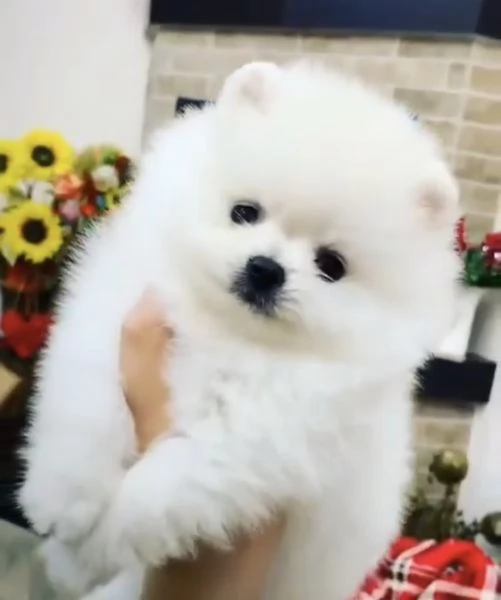 Offerta di adozione due razze di cani pi intelligenti  Pomeranian toy a barboncino toy | Foto 2