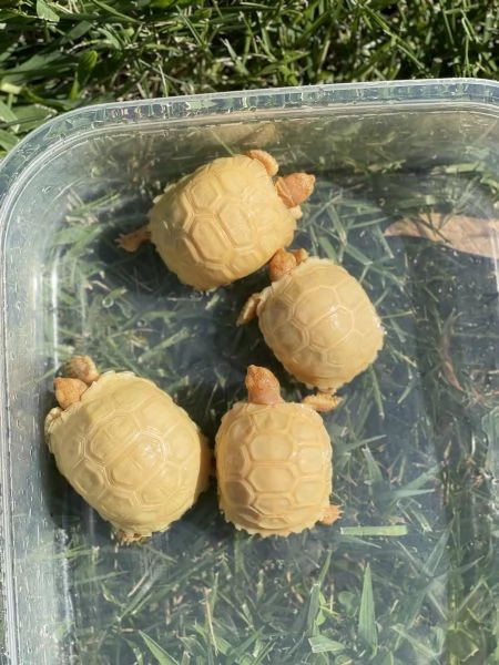 Tartaruga Sulcata Albina in vendita