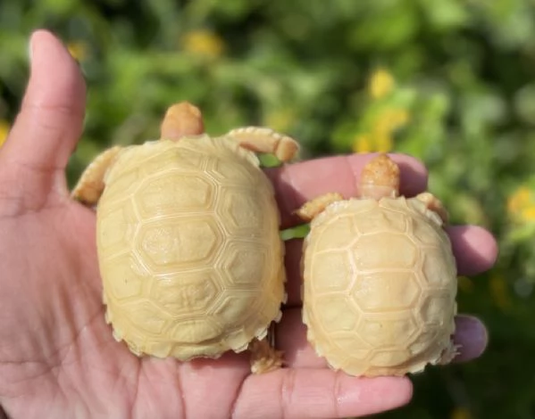 Tartaruga Sulcata Albina in vendita | Foto 0
