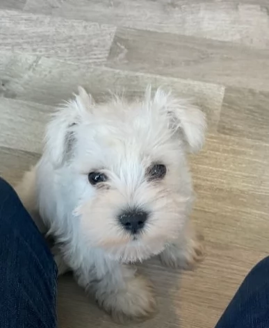 Meravigliosi cuccioli Schnauzer
