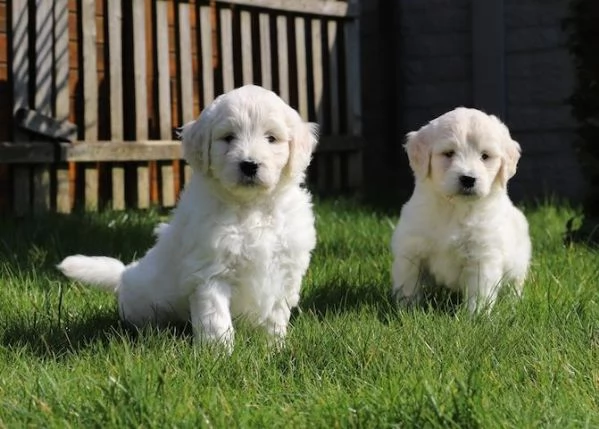 Golden retreiver cuccioli