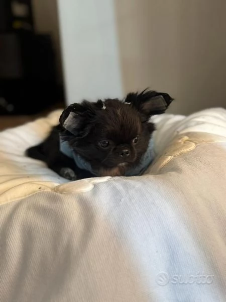 Chihuahua maschio