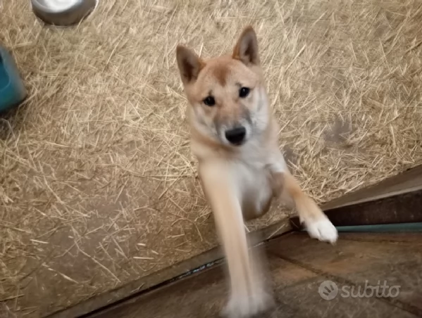 Shiba Inu cuccioli 