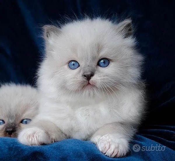 Cuccioli di RAGDOLL DISPONIBILI