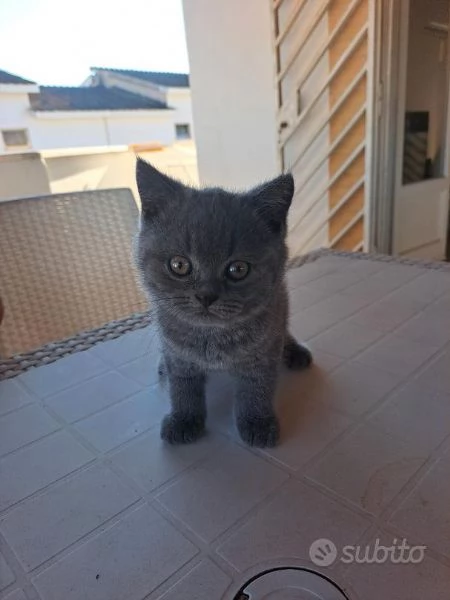 British shorthair blue con pedigree | Foto 0