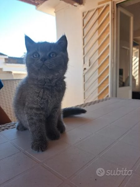 British shorthair blue con pedigree