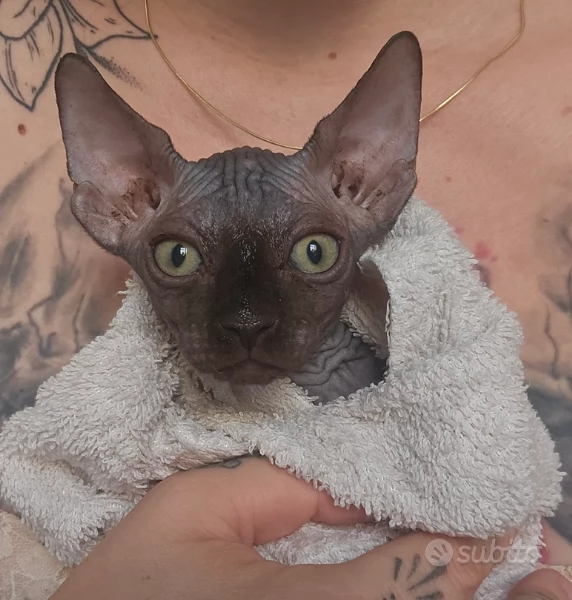 Cuccioli gatto nudo Sphynx | Foto 0