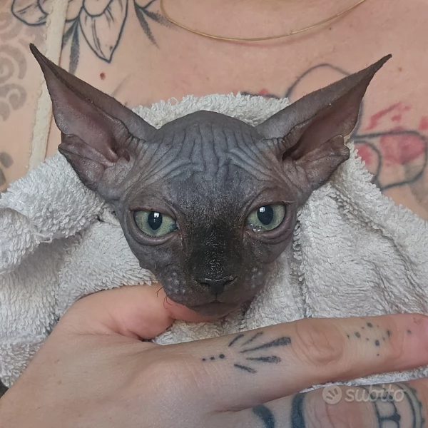 Cuccioli gatto nudo Sphynx