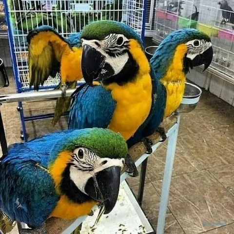 pappagalli ara