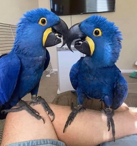 Macaw di giacinto