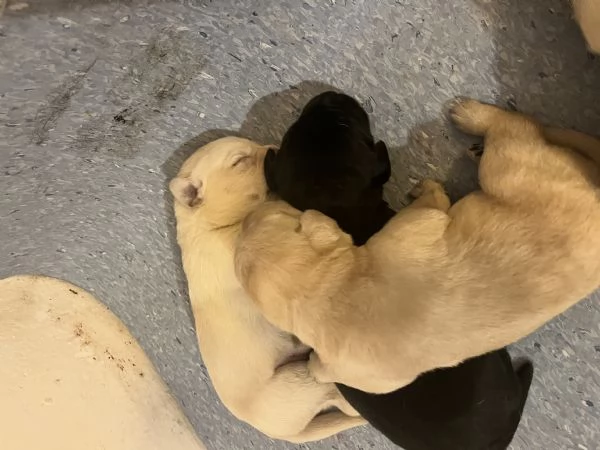 Cuccioli Labrador  | Foto 6