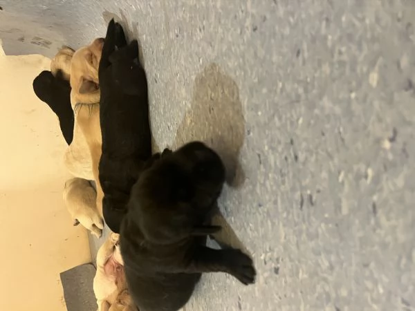 Cuccioli Labrador  | Foto 5