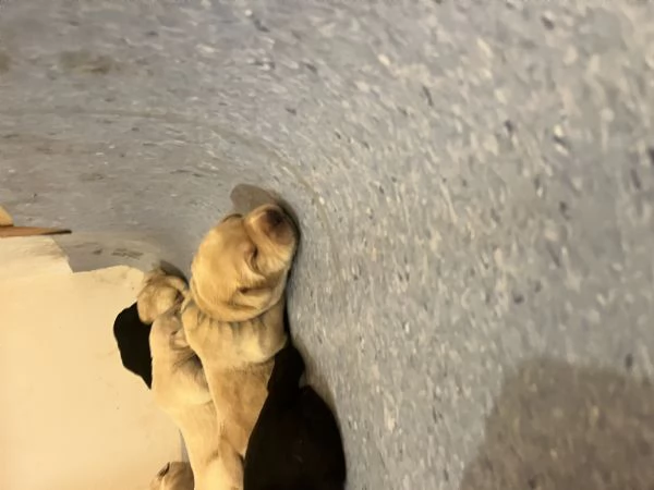Cuccioli Labrador  | Foto 3