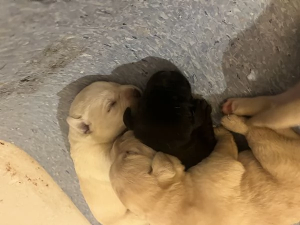 Cuccioli Labrador  | Foto 2