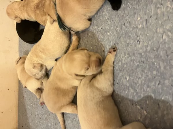 Cuccioli Labrador  | Foto 1