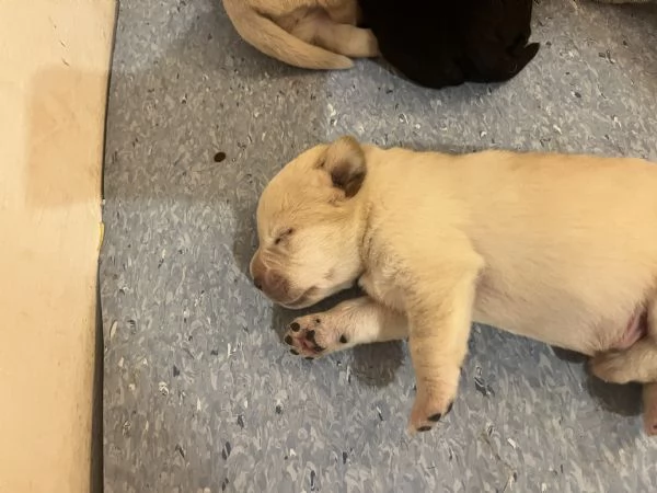 Cuccioli Labrador  | Foto 0