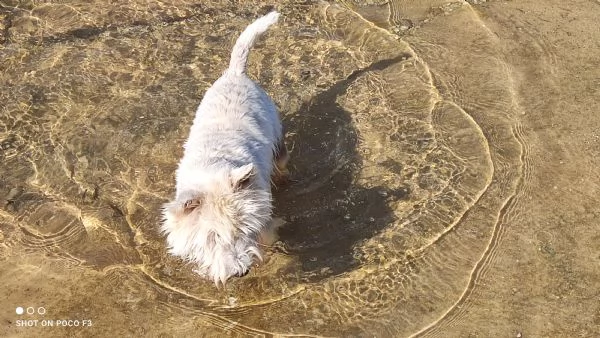 Westie