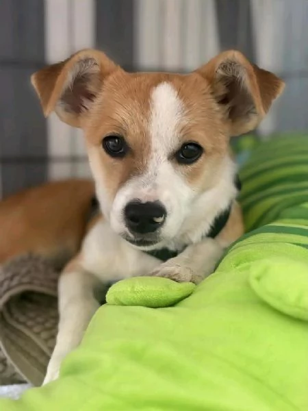 Piccola cagnolina adorabile | Foto 3