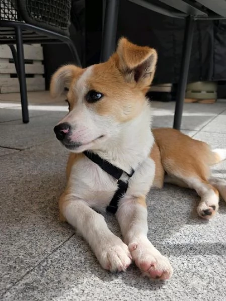 Piccola cagnolina adorabile | Foto 0