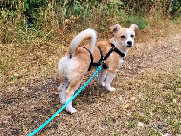 Piccola cagnolina adorabile