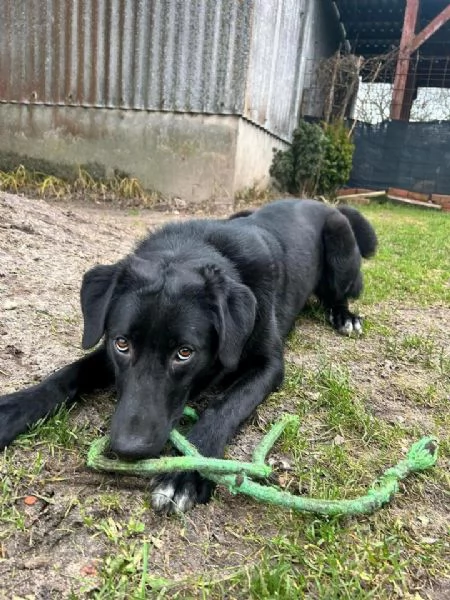 Cane meticcio maschio in cerca di una famiglia | Foto 3