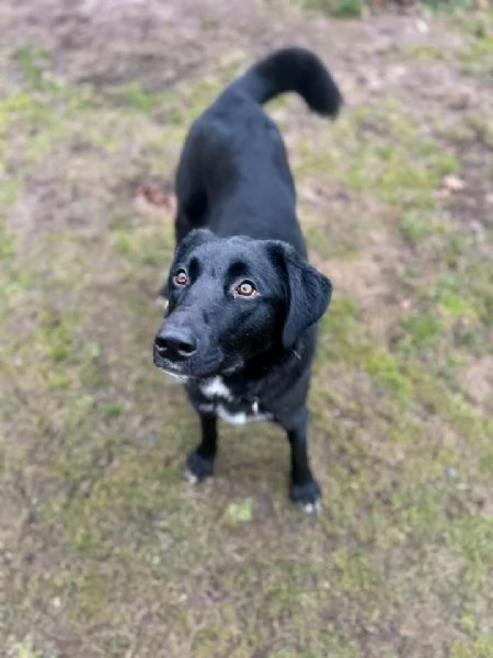 Cane meticcio maschio in cerca di una famiglia | Foto 2
