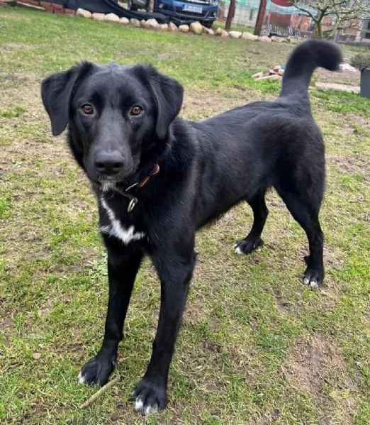 Cane meticcio maschio in cerca di una famiglia | Foto 1