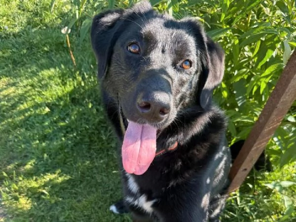 Cane meticcio maschio in cerca di una famiglia | Foto 0
