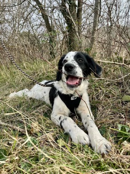 Odin  bellissimo setter mix in cerca di una famiglia attiva | Foto 3