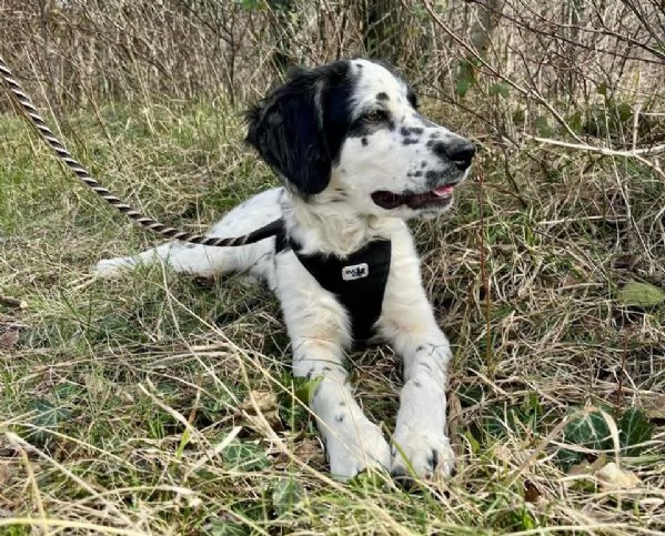 Odin  bellissimo setter mix in cerca di una famiglia attiva | Foto 2
