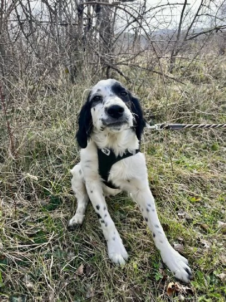 Odin  bellissimo setter mix in cerca di una famiglia attiva