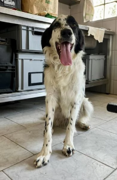 Odin  bellissimo setter mix in cerca di una famiglia attiva | Foto 1