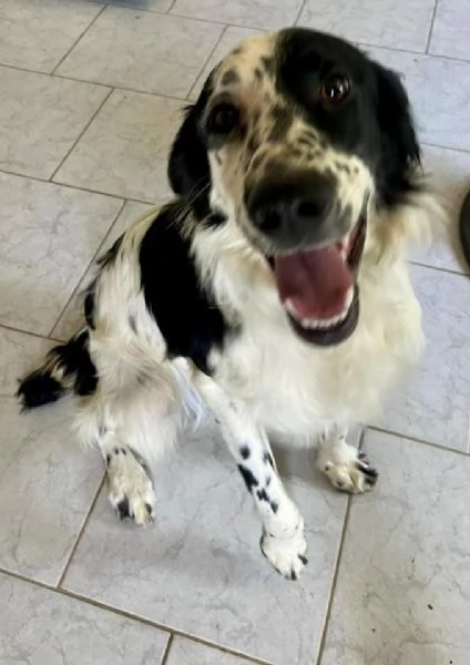 Odin  bellissimo setter mix in cerca di una famiglia attiva | Foto 0
