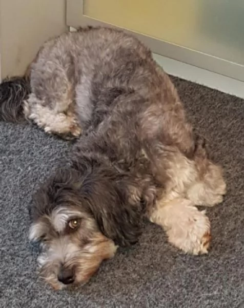 Filly la cagnolina Bichon Havanais | Foto 3